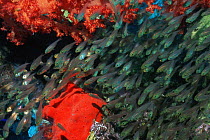 Shoal of Glassfish {Chanda sp} Egypt, Red Sea