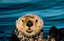 Sea Otter {Enhydra lutris} California