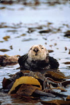 Sea Otter resting wrapped in kelp at sea surface {Enhydra lutris} California
