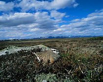 Breeding Dotterel {Eudromias morinellus}, mountains of North Sweden