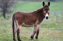 Domestic donkey (Equus asinus), Island of Lesvos, Greece