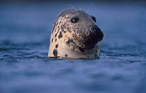 Grey Seal watching from water {Halichoerus grypus}