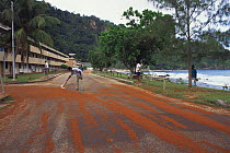 Man sweeping up some baby Christmas Island red crabs {Gecarcoidea natalis} as they cross a street in Kampong village, Christmas Island