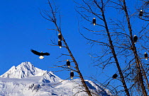 American bald eagles in trees {Haliaeetus leucocephalus} Chilkat, Alaska, USA