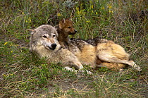 Grey wolf {Canis lupus} with pups, captive, Montana, USA.