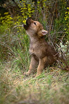 Grey wolf pup howling {Canis lupus} captive, Montana, USA