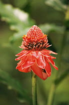 Torch ginger flower {Etlingera elatior}, Trinidad