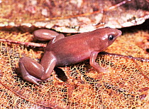 Narrow mouthed burrowing toad {Synapterus rabus} Yasuni NP, Ecuador