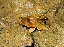 Frog {Edalorhina perezi} Yasuni NP, Ecuador