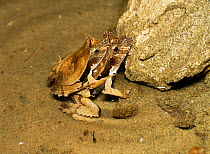 Frogs mating {Edalorhina perezi} Yasuni NP, Ecuador