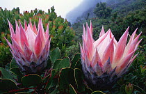 King protea flowers {Protea cynaroides} Table Mountain NR, S Africa. Did you know? Proteas are named after the Greek god Proteus who could change his form, as proteas have a diverse range of shapes an...