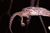 Snake {Madagascarophis colubrinus} swallowing gecko, Ankarana NR, Madagascar