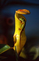 Day gecko {Phelsuma sp} feeding on nectar of Pitcher plant, Mahe, Seychelles, Indian Ocean