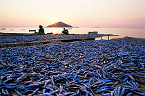 Fish catch drying on beach in sunset, Monkey bay, Lake Malawi, Malawi
