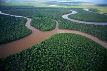 Aerial view of mangrove swamp, Antsiranana, Madagascar
