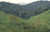 Boundary between cleared land and tropical forest, Bwindi Forest NP, Uganda