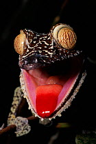 Leaf tailed gecko defense display, Madagascar