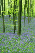 Bluebells {Hyacinthoides non-scripta} in Beech forest, Hallerbos, Belgium