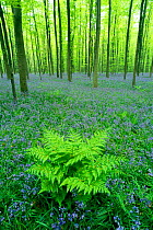 Bluebells {Hyacinthoides non-scripta} flowering with broad buckler fern in Beech forest. Hallerbos, Belgium
