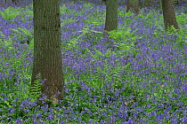 Bluebells {Hyacinthoides non-scripta} in Beech forest, Hallerbos, Belgium
