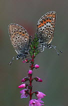 Silver studded blue butterflies {Plebejus argus} Kelmthoutse Heide, Belgium