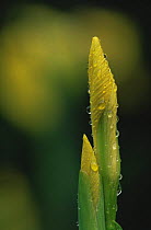 Dew-covered Yellow iris {Iris pseudacorus} buds, Belgium