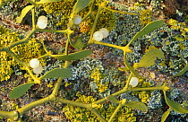 Mistletoe berries {Viscum album} against Poplar bark Bialowieza NP, Poland
