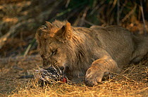 Young male Lion {Panthera leo} feeding on Porcupine, Okavango Delta, Botswana