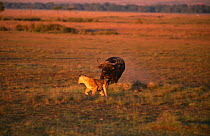 African buffalo {Syncerus caffer} charging Lion {Panthera leo}, Masai Mara GR, Kenya
