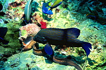 Blue lined coral grouper {Plectropomus oligacanthus} follows foraging Moray eel on coral reef, Indonesia