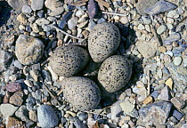 Little ringed plover nest with four eggs on beach {Charadrius dubius} Spain