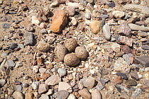 Little ringed plover nest with eggs on beach {Charadrius dubius} Spain