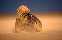 Grey seal in sandstorm {Halichoerus grypus} UK