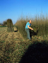 Man cutting  'Withy' or Willow saplings {Salix sp} Burrobridge, Somerset, UK.