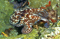 Common reef octopus colour change (Octopus cyaneus) Sulawesi, Indonesia