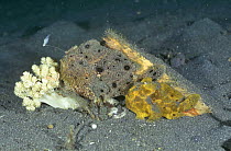 Yellow frogfish and Black frogfish with lure (Antennarius sp) Sulawesi, Indonesia