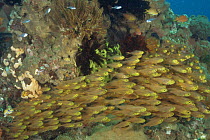 Shoal of Pygmy sweepers {Parapriacanthus ransonneti} Sulawesi, Indonesia