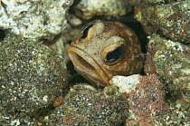 Jawfish {Opistognathus sp} in burrow, Sulawesi, Indonesia