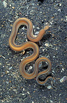 Conger eel {Conger sp} Sulawesi, Indonesia