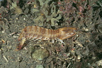 Mantis shrimp {Oratosquilla oratoria}, Sulawesi, Indonesia