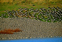 Knot in foreground {Calidris canutus} & Oystercatcher flock at high tide roost, Snettisham RSPB reserve, Norfolk