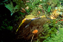 Weedy seadragon male with eggs {Phyllopteryx taeniolatus} Kangaroo Island, South