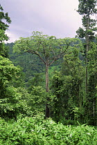 Rainforest during Monsoon season, near Periyar Wildlife Sanctuary, Western Ghats, Kerala, India