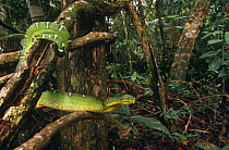 Emerald tree boa {Corallus canina} in tree vines, Iwokrama Reserve, Guyana