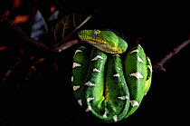 Emerald tree boa {Corallus canina} curled up on branch, Ecuadorian Amazon, Ecuador