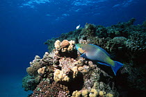 Parrotfish {Scarus sordidus} feeding on coral, Red Sea