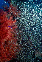 Large shoal of Glassfish (Chanda sp) by soft coral, Red Sea