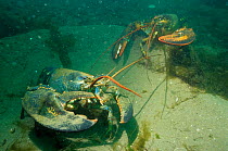 Northern lobsters {Homarus americanus} on sea bed, Bay of Fundy, Canada.