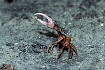 Male Fiddler crab {Uca pugilator} Mangroves, Florida, USA. Note enlarged claw