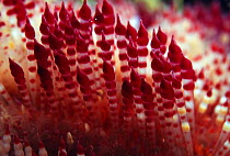 Venomous spines of Fire/ Sea urchin {Asthenosoma varium}, Indo Pacific